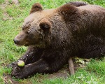 Fenja