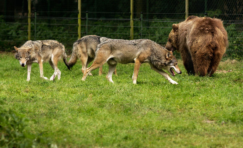 Wolven