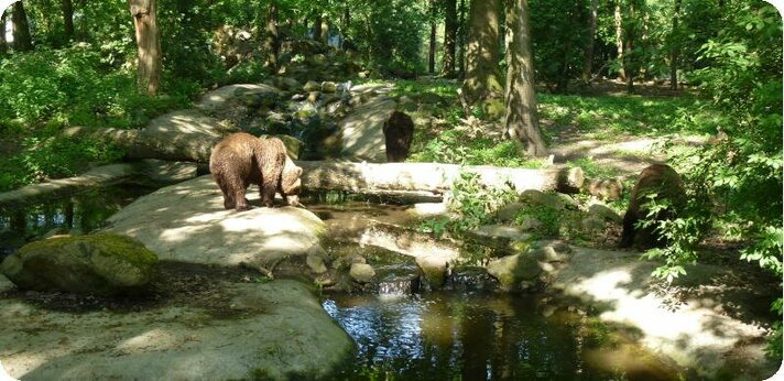 Bears in Mind Team