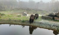 Litouwse beren arriveren in nieuw onderkomen