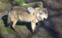 Wolf uit Het Berenbos is overleden