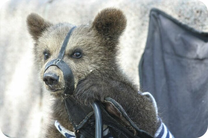 Persbericht Opvangcentrum voor wilde (circus)dieren in Rusland