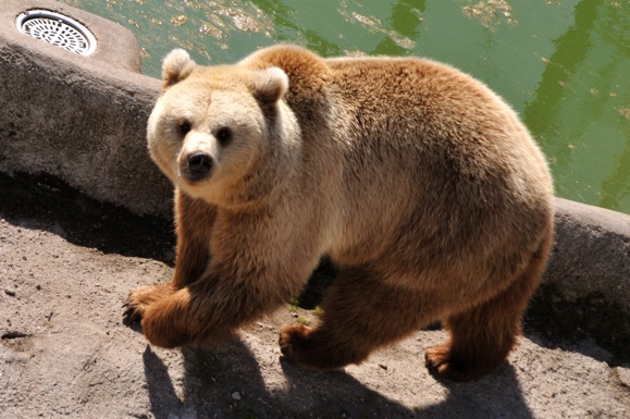 Speciaal geschenk voor beren in Helsinki Zoo
