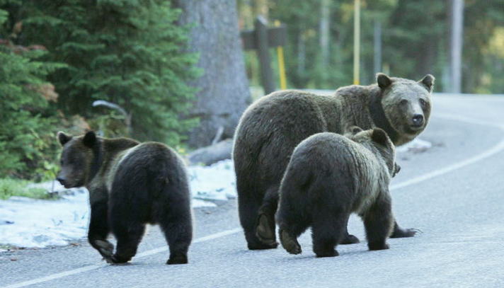 Beren en wegen in Canada