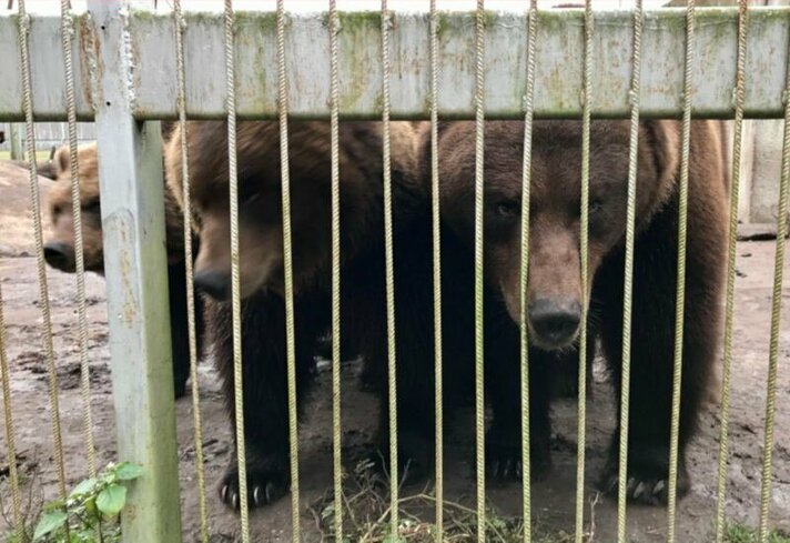 Drie beren uit Litouwen gered