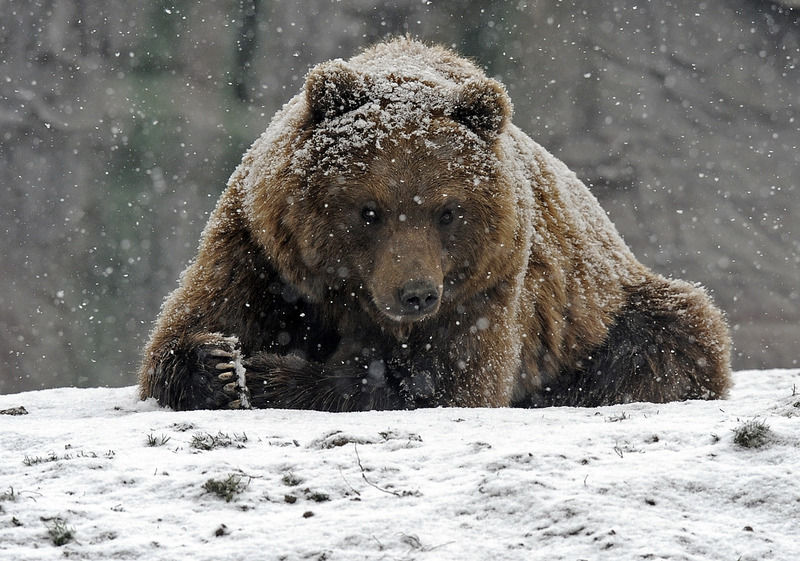 Siberische regio wil 1300 beren afschieten