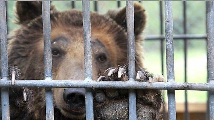 Petitie voor bruine beer Ekatarina