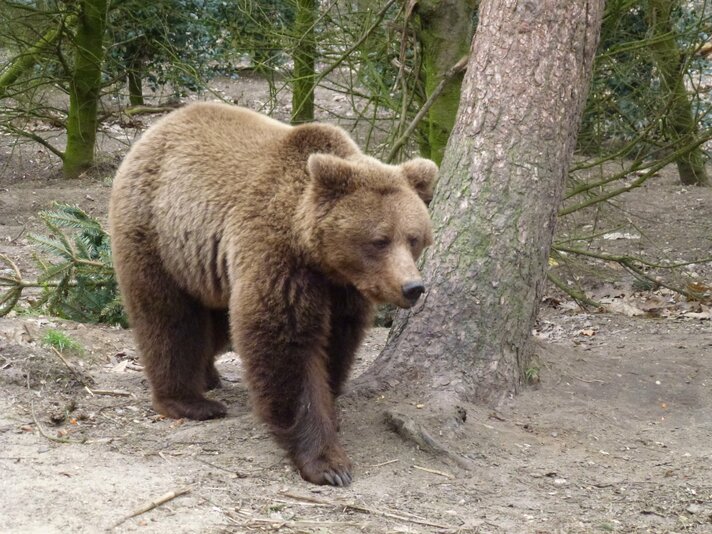 Het Berenbos neemt afscheid van beer Keta