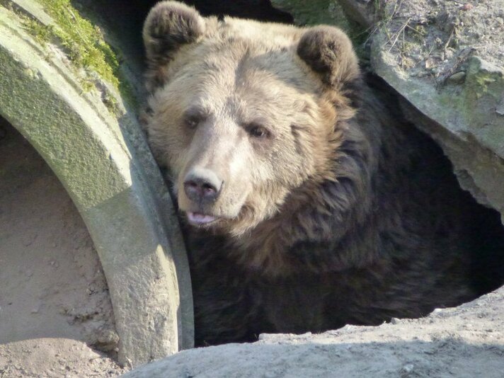 Bears in Mind beperkt bereikbaar