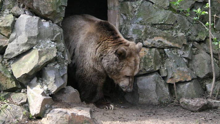 Dierendag