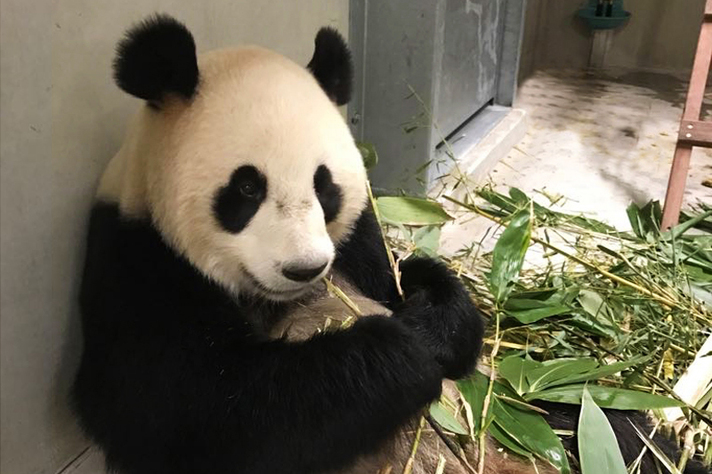 Opening Pandasia