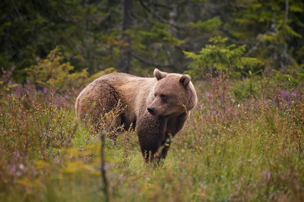 Scandinavische beren vermijden contact met mensen