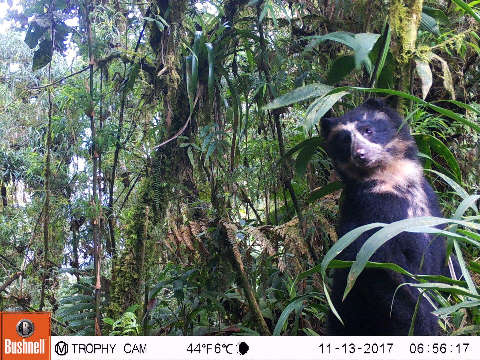 Brilberen in Ecuador