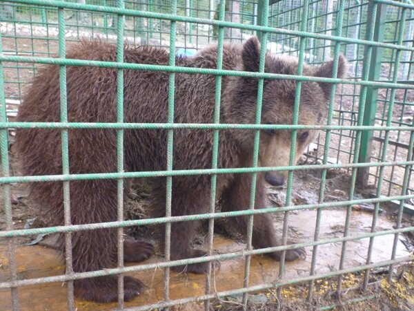Bosnische beren in gevangenschap
