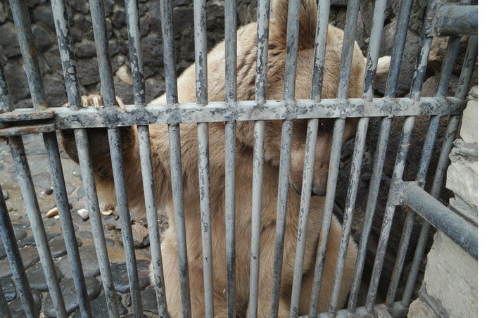 Armeense beren gered