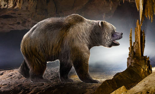Beren - Bears in mind