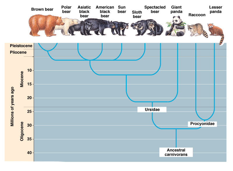 Animal Evolution Timeline Chart