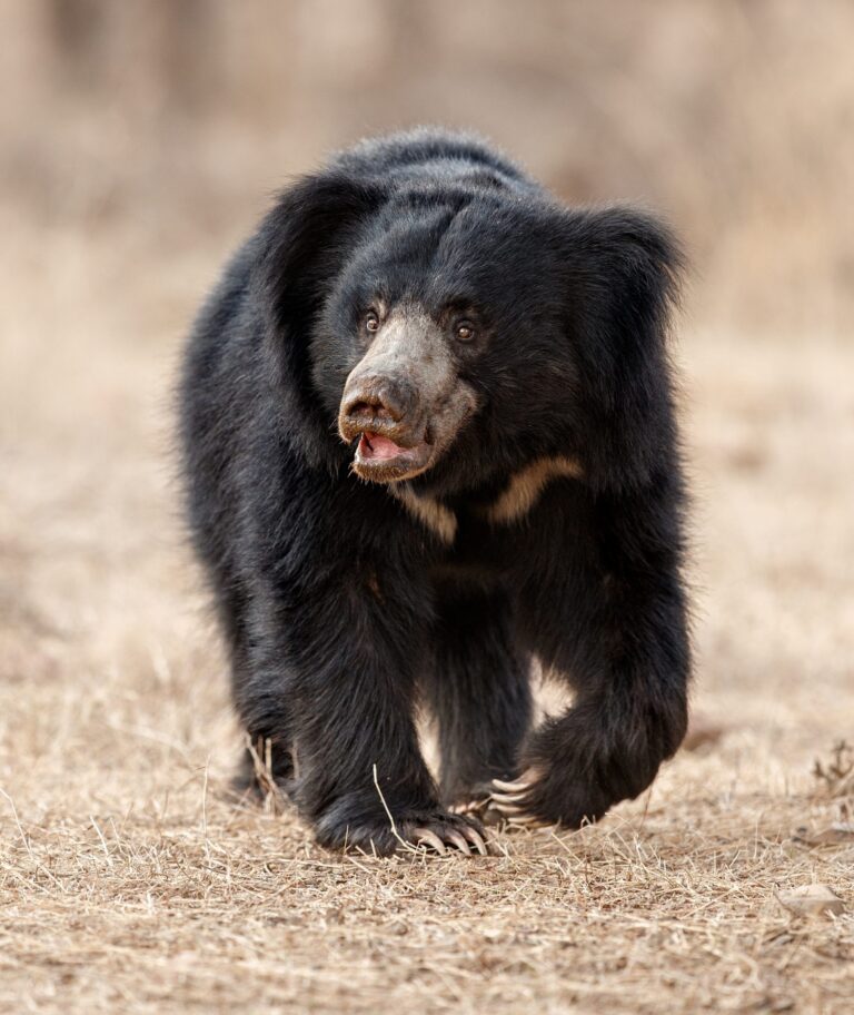Wat te doen als je een wilde beer tegenkomt – Bears in Mind