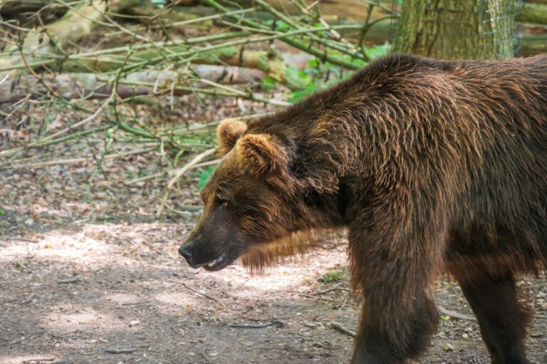 met de beren in Het Berenbos – Bears in Mind