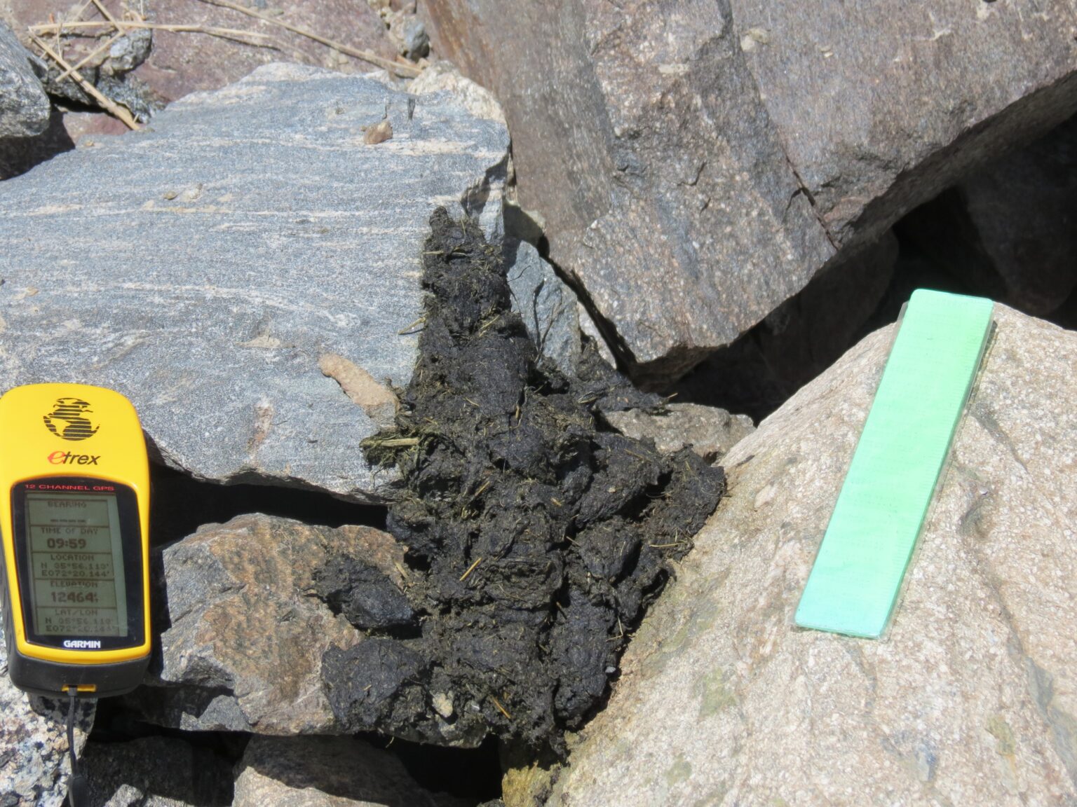 Asiatic black bear conservation in Pakistan Bears in Mind