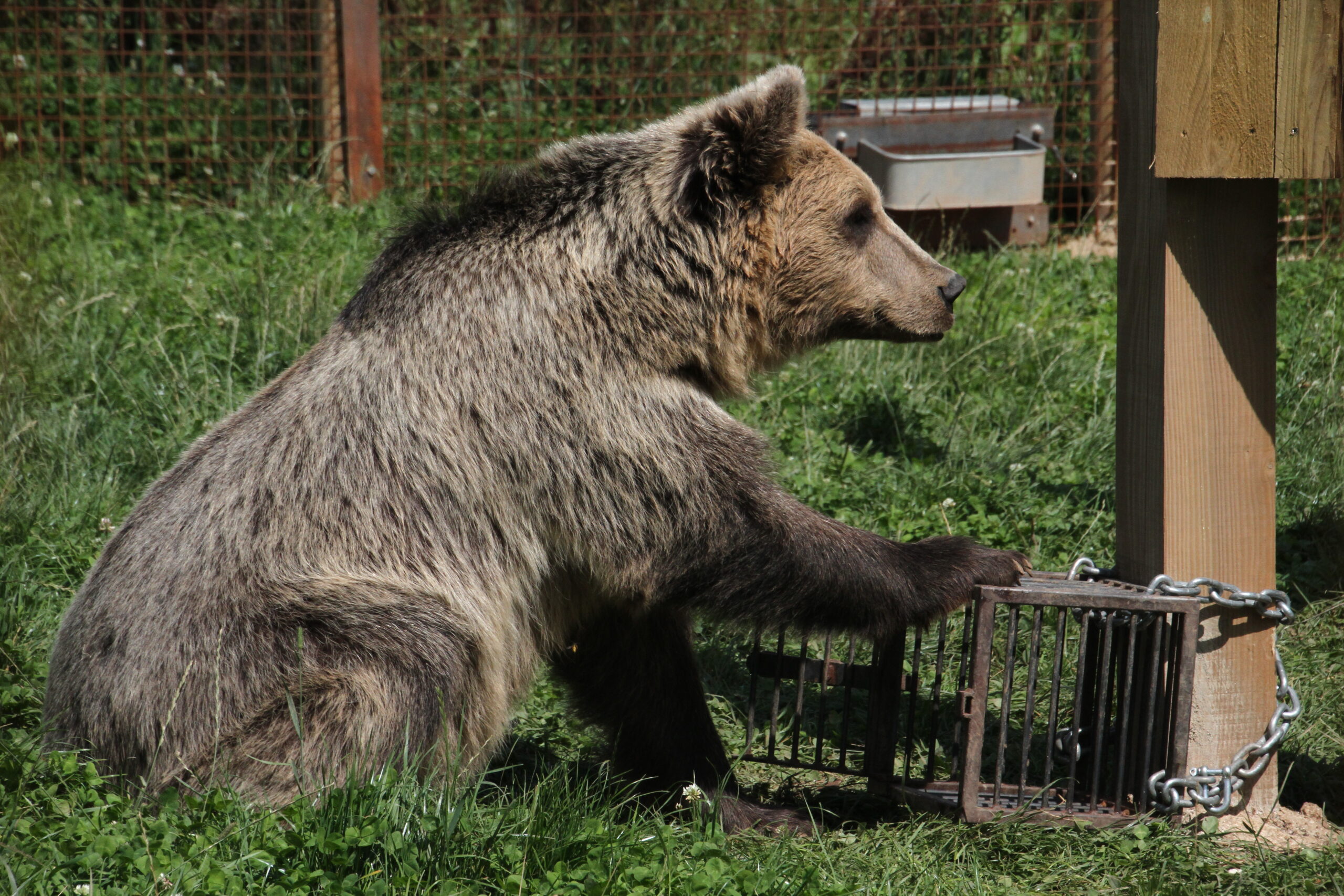 Problem solving Abilities In Bears Bears In Mind