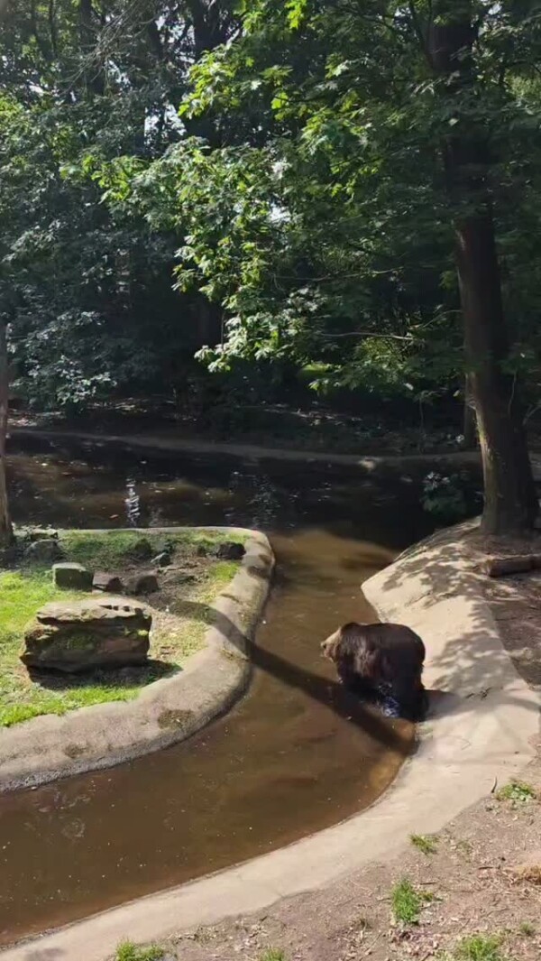 🐻 Beren zijn niet alleen fantastische zwemmers, ze spelen ook graag in het water! 🌊 Bjorna laat hier zien hoe makkelijk zij een visje 'vangt' uit de vijver in Het Berenbos. 🐟
Deze vis is door de dierverzorgers gevoerd als onderdeel van hun seizoens menu. 🧡
hetberenbos ouwehands_dierenpark natuurlijkvoedselprogramma voedsel bruinebeer natuur
